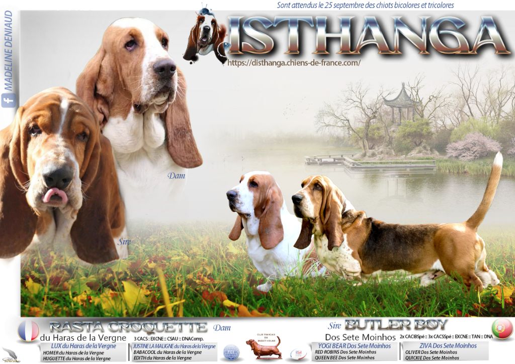 D'Isthanga - Basset Hound - Portée née le 24/09/2023